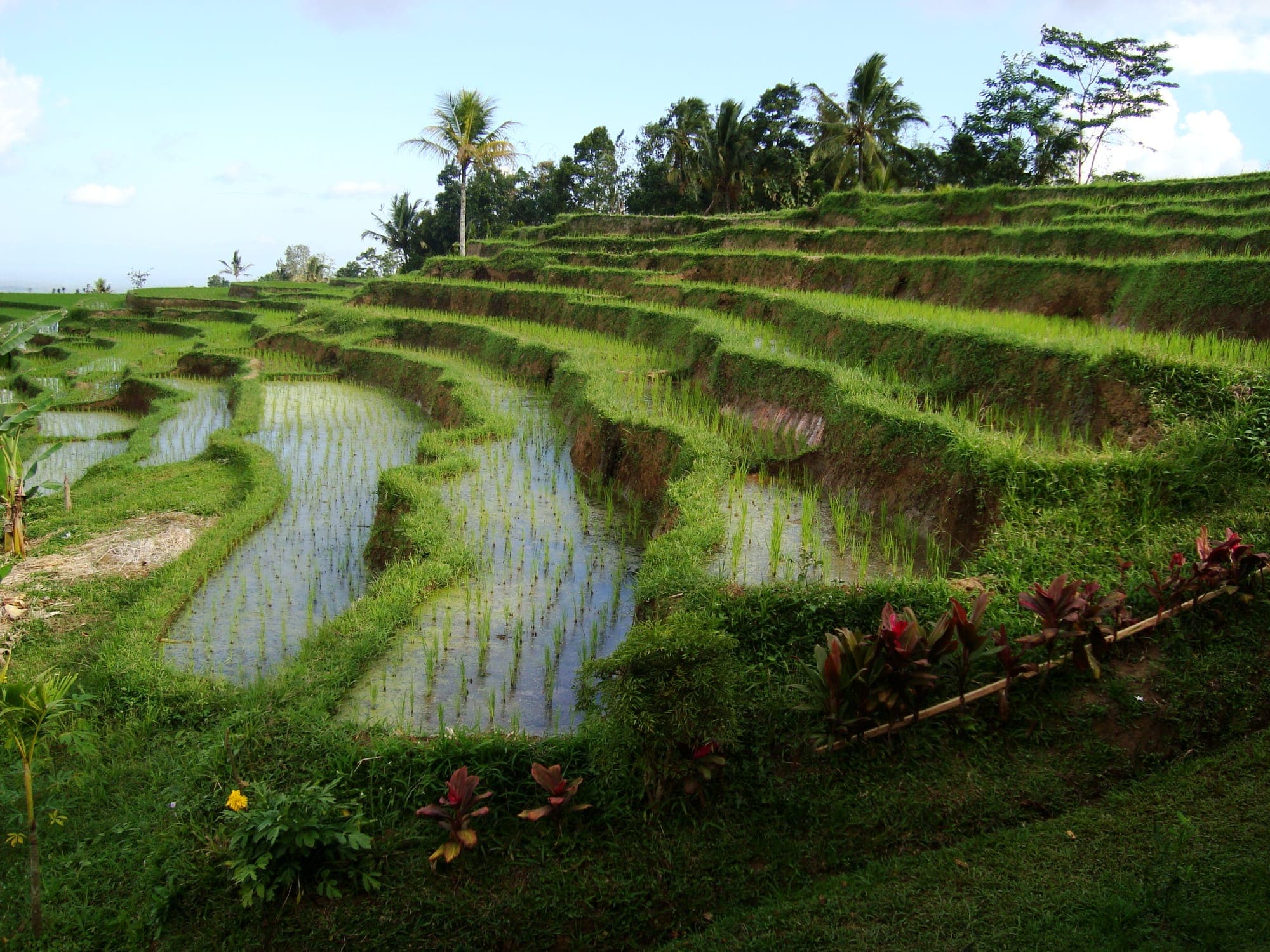 Green rice terraces stepping down a hillside in Bali