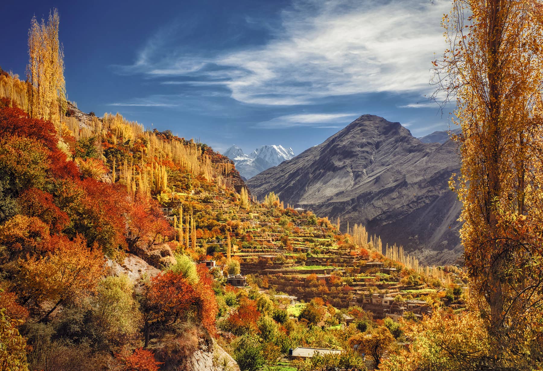 Hunza valley with poplar trees below the snow peaks of the Karakoram
